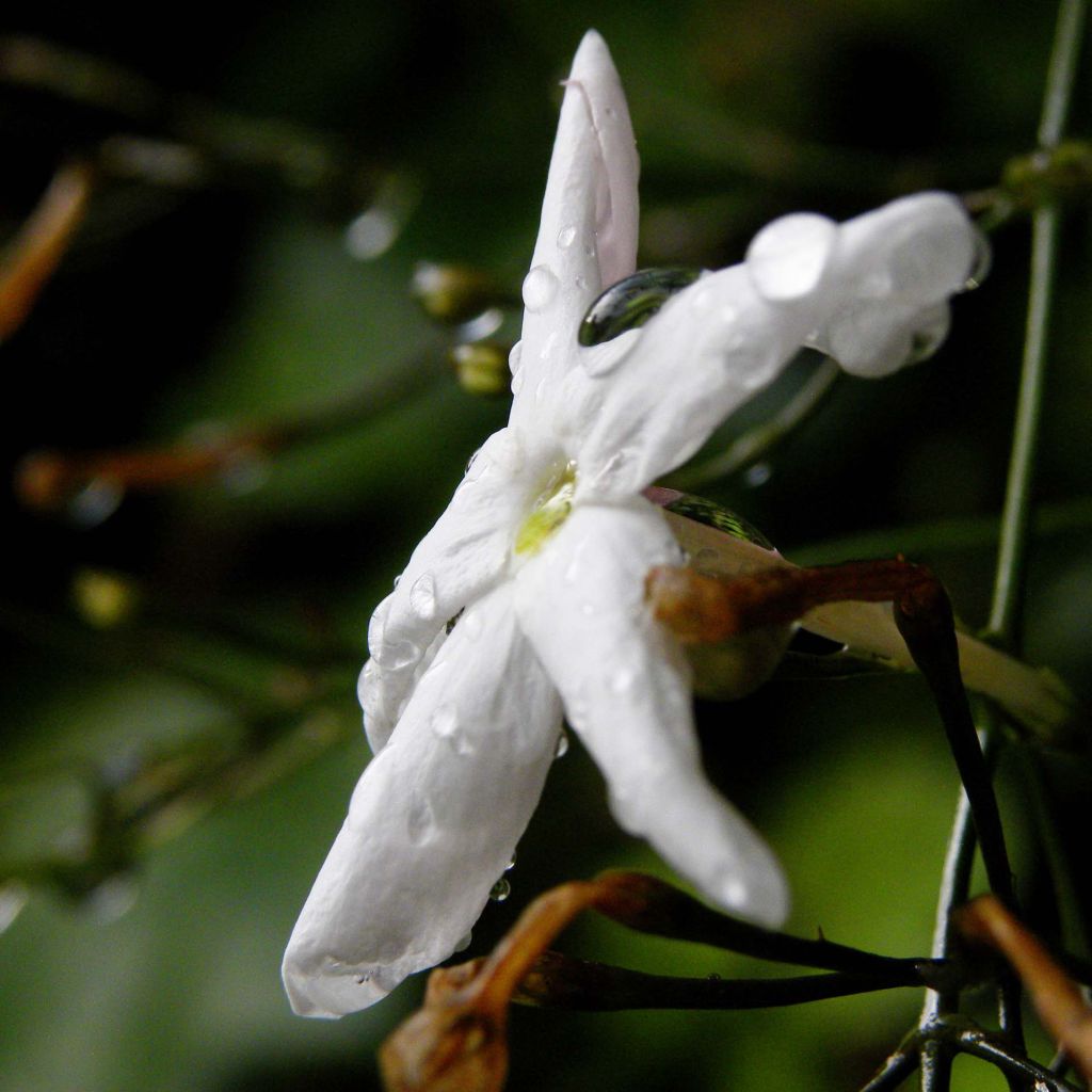 Jasminum polyanthum - Roze jasmijn
