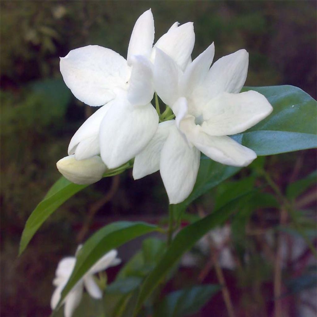 Jasminum sambac - Arabische jasmijn