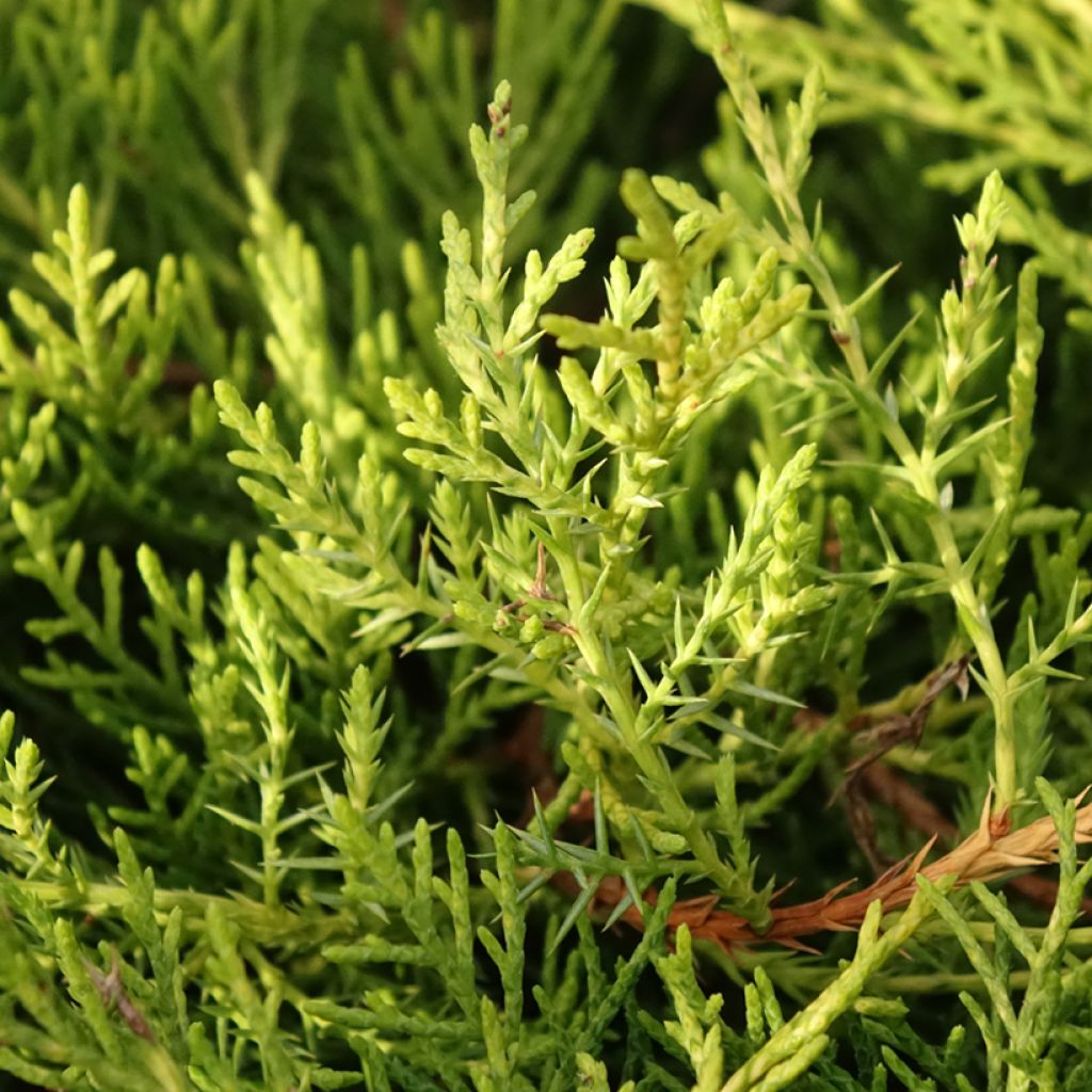Juniperus chinensis Golden Saucer - Jeneverbes