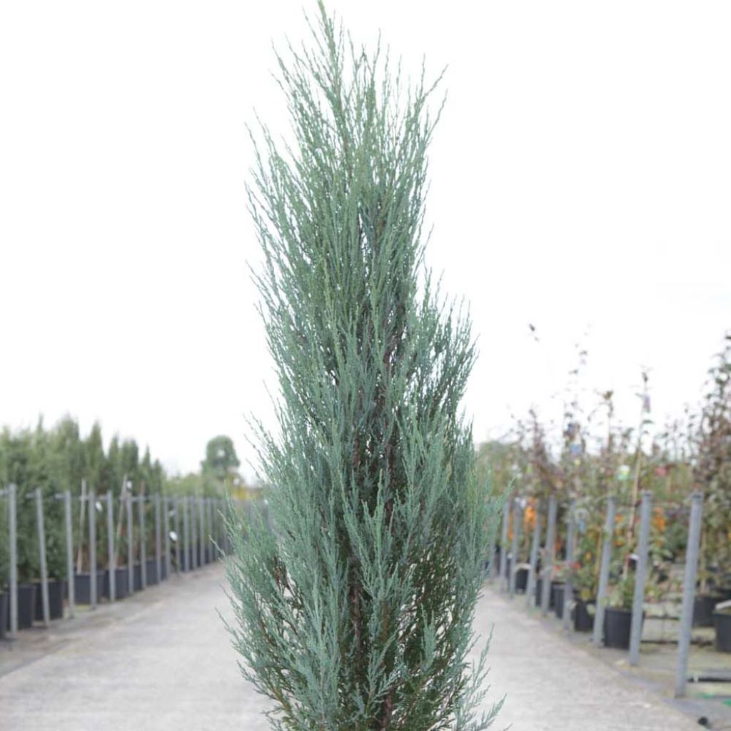 Juniperus scopulorum Blue Arrow - Jeneverbes
