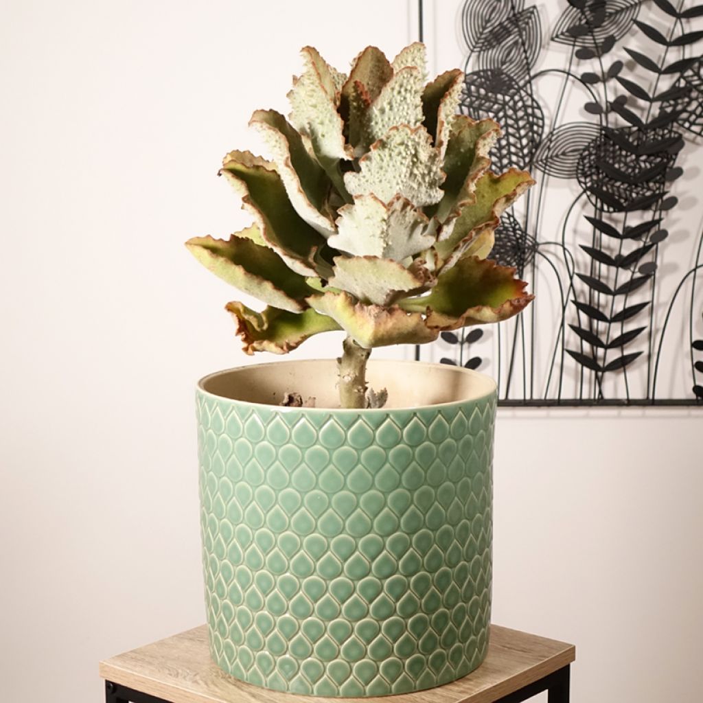 Kalanchoë beharensis Fang - Flambo plant