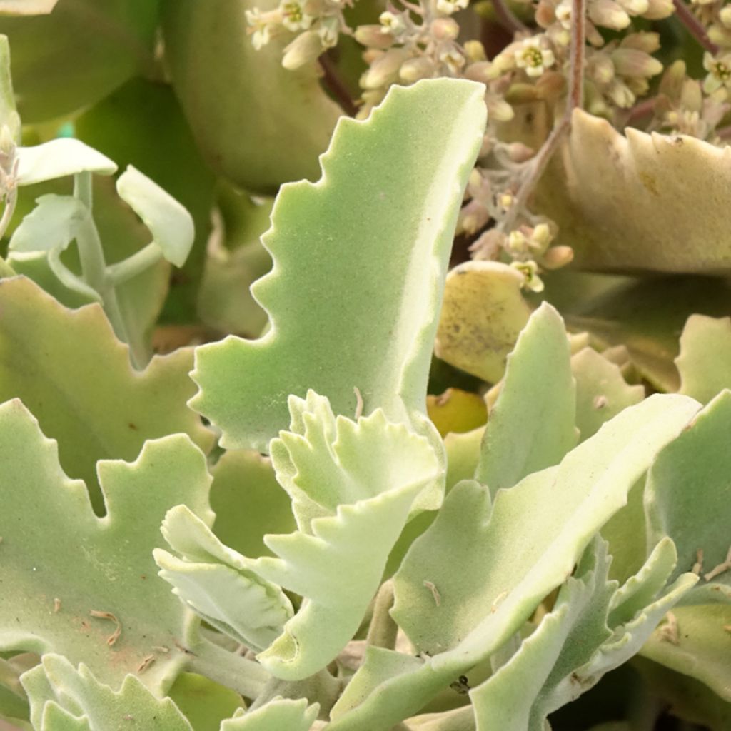 Kalanchoë Oak Leaf - Flambo plant