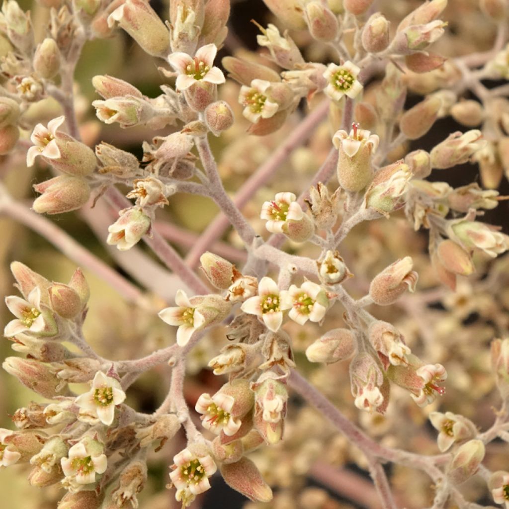 Kalanchoë Oak Leaf - Flambo plant