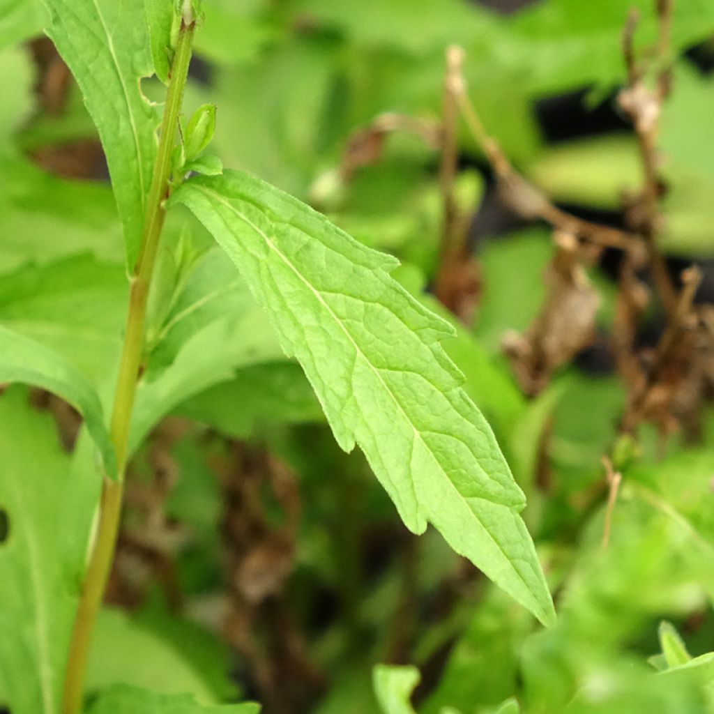 Kalimeris incisa Charlotte - Zomeraster