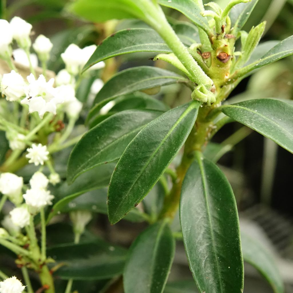 Kalmia latifolia Elf - Lepeltjesboom