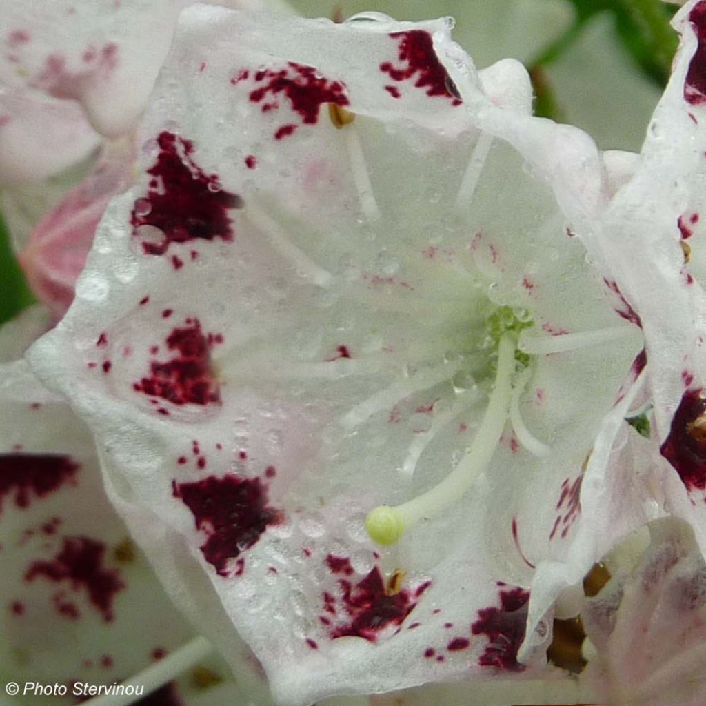Kalmia latifolia Freckles - Lepeltjesboom