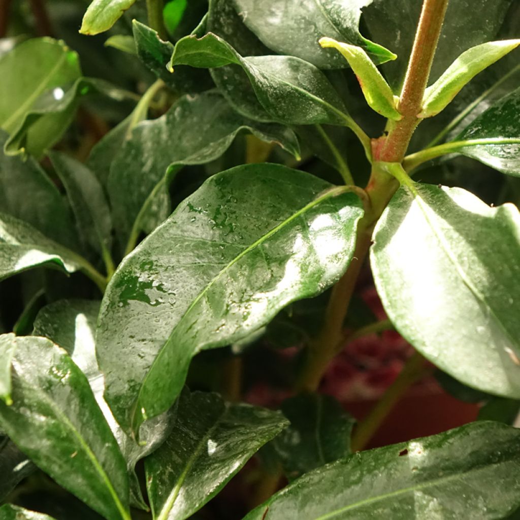 Kalmia latifolia Galaxy - Lepeltjesboom