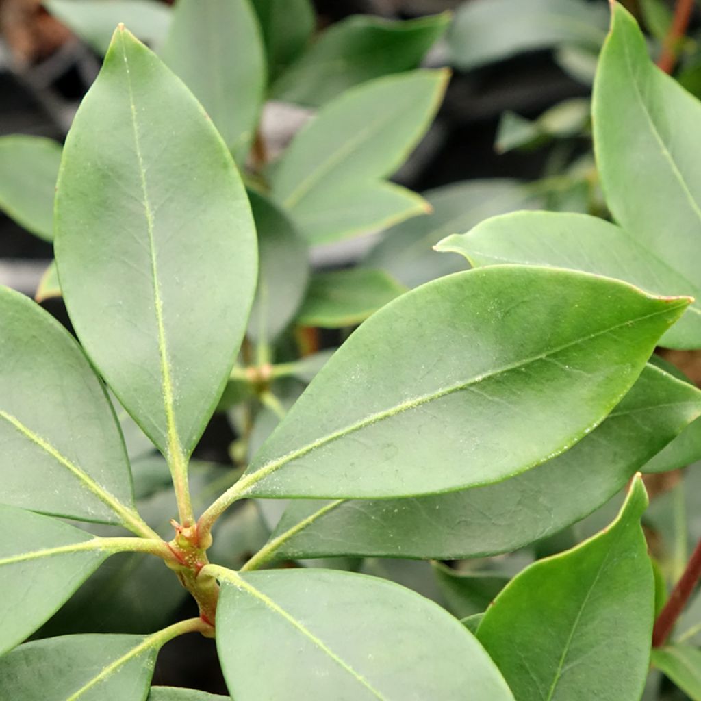 Kalmia latifolia Ideal - Lepeltjesboom