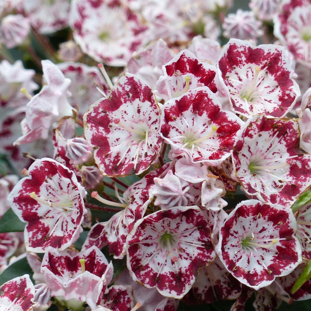 Kalmia latifolia Minuet - Lepeltjesboom