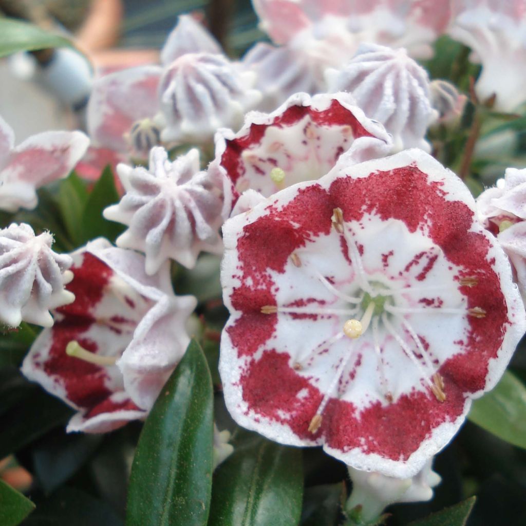 Kalmia latifolia Minuet - Lepeltjesboom