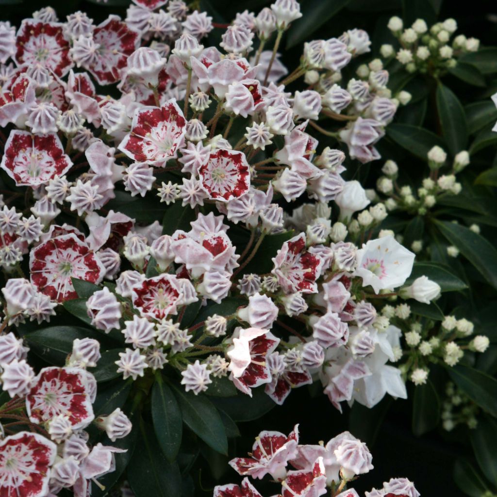 Kalmia latifolia Minuet - Lepeltjesboom