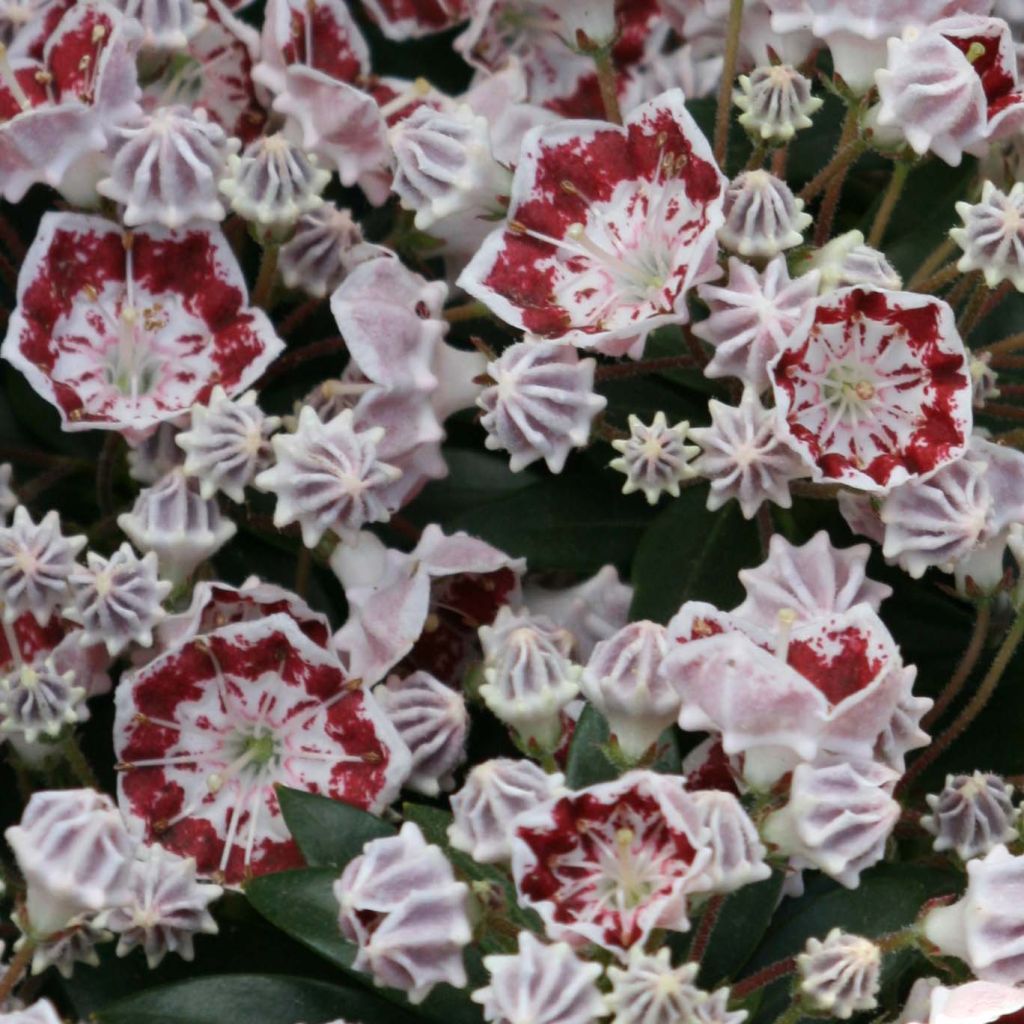 Kalmia latifolia Minuet - Lepeltjesboom