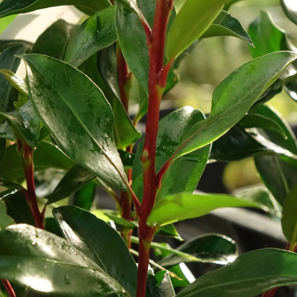 Kalmia latifolia Zebulon - Lepeltjesboom