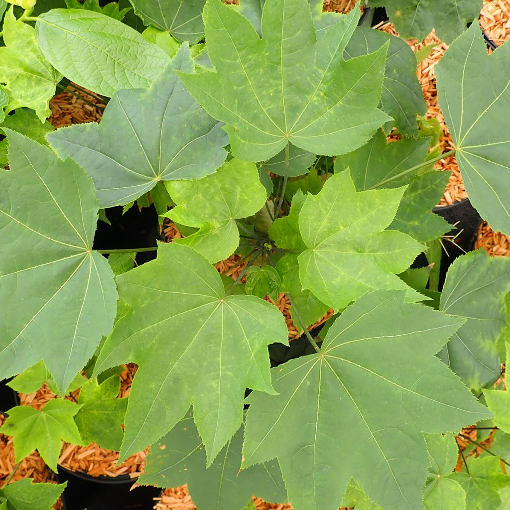 Kalopanax septemlobus Maximowiczii - Stekelboom