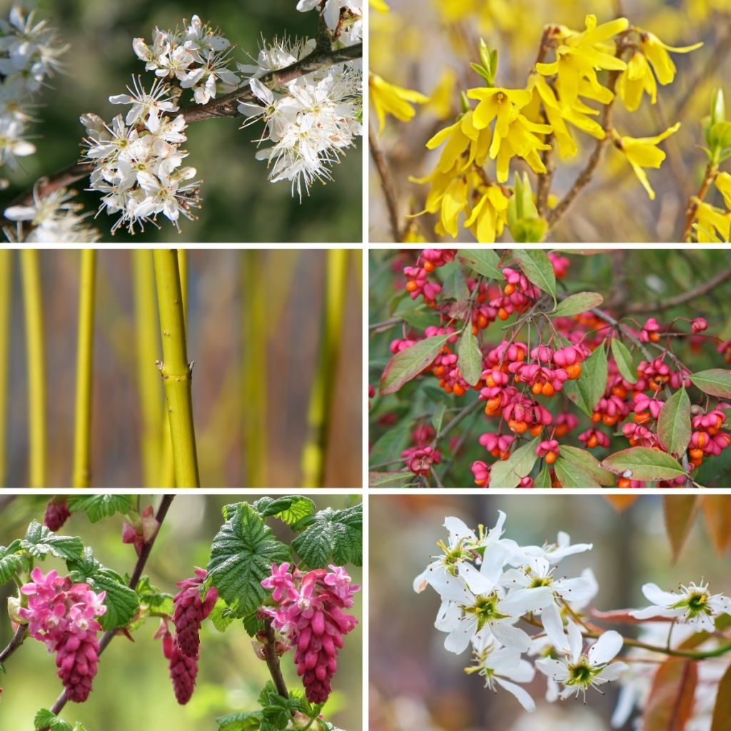 Haagpakket 4-seizoenen Eco