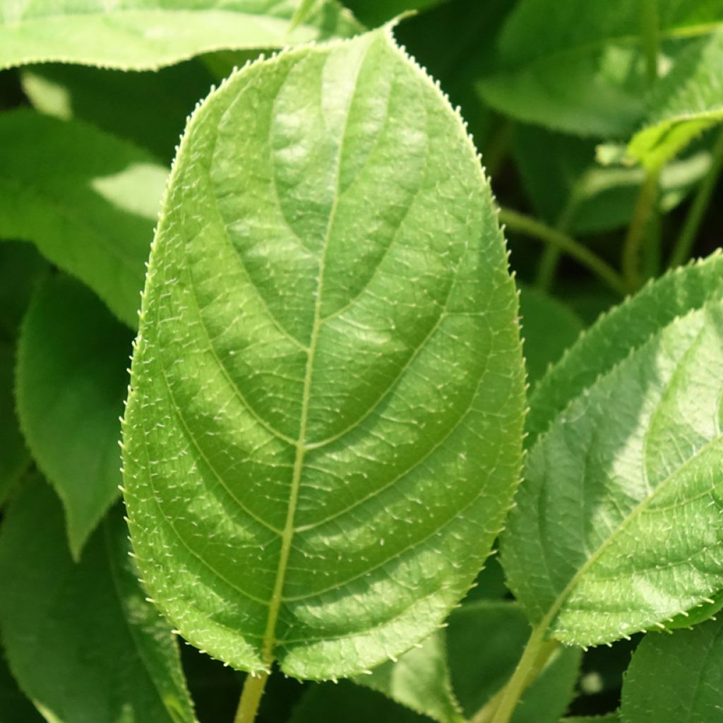 Kiwibes - Actinidia arguta Ananasnaya (vrouwelijk)