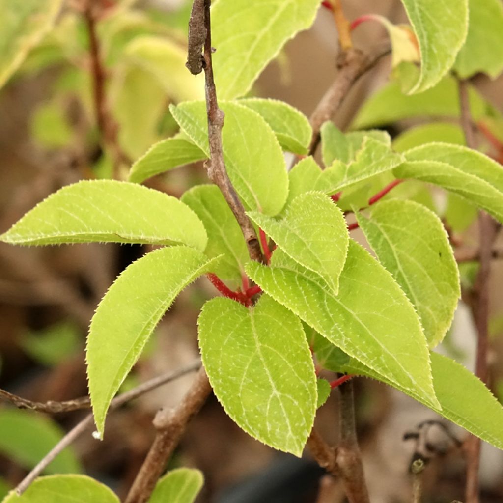 Kiwibes - Actinidia arguta Ken's Red  (vrouwelijk)