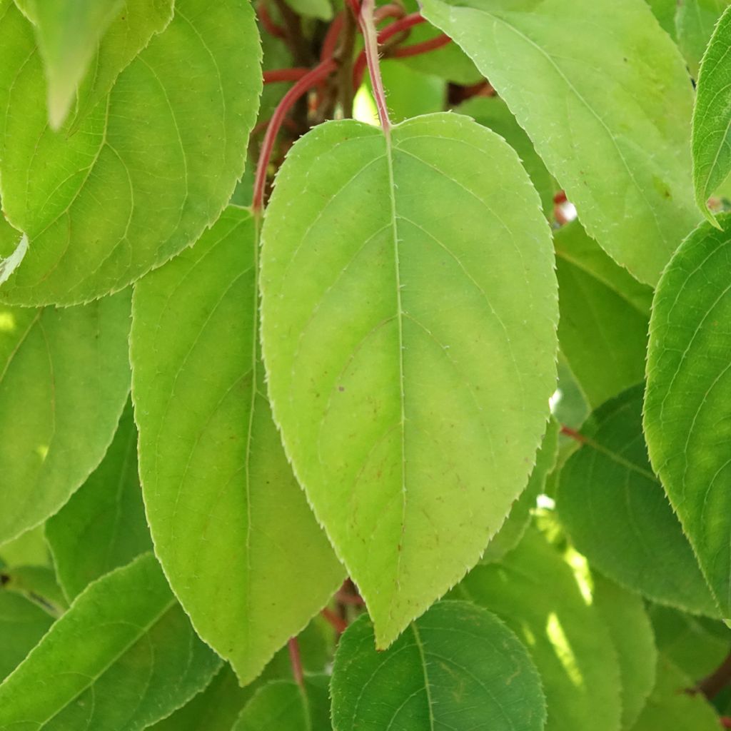 Kiwibes - Actinidia arguta Mariered (vrouwelijk)