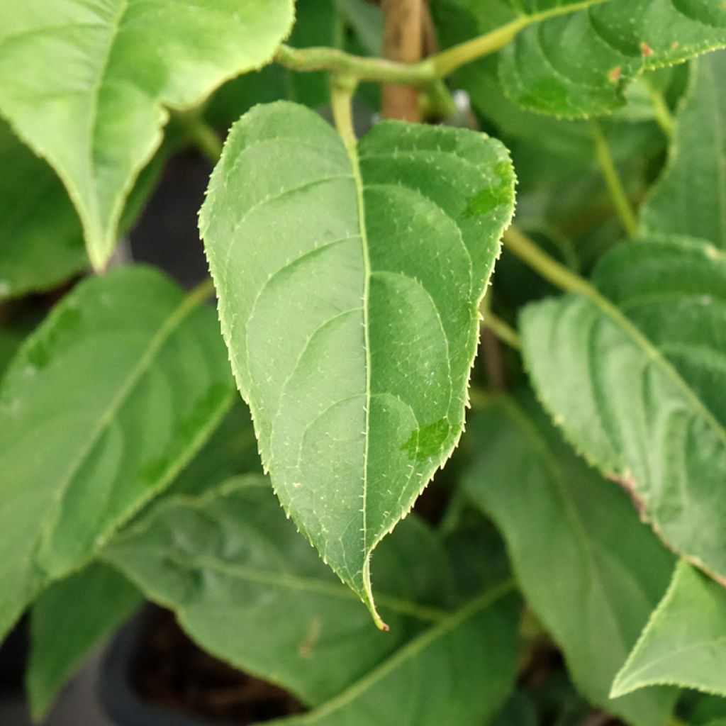 Kiwibes - Actinidia arguta Super Issai