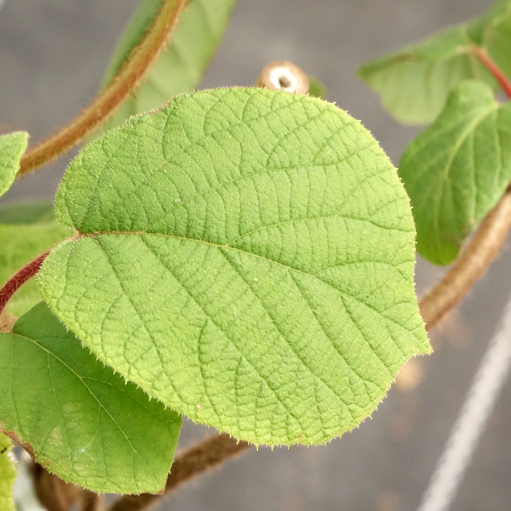 Kiwi - Actinidia chinensis Herma