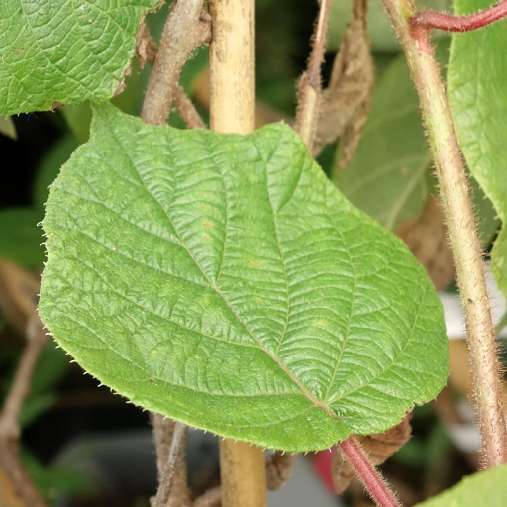 Kiwi - Actinidia deliciosa Montcap