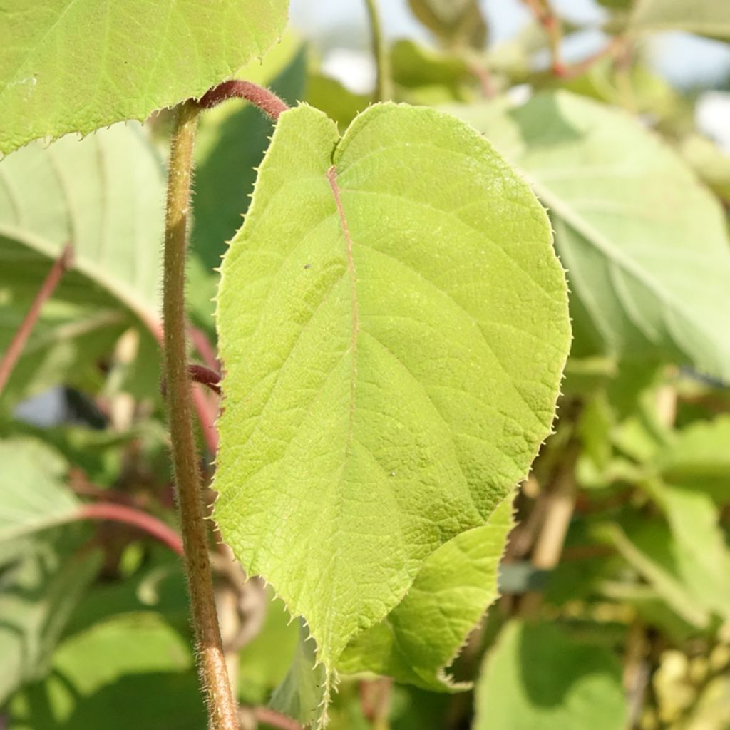 Kiwi - Actinidia chinensis Bruno