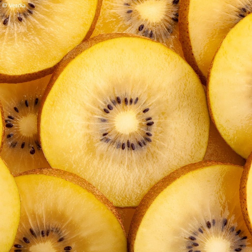 Gele kiwi - Actinidia deliciosa KiwHappy - mannelijke en vrouwelijke plant in één pot