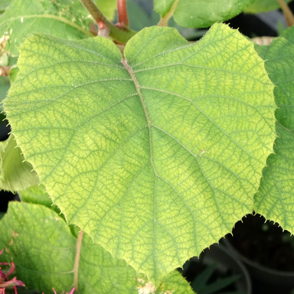 Kiwi - Actinidia deliciosa KiwHappy (mannelijk)