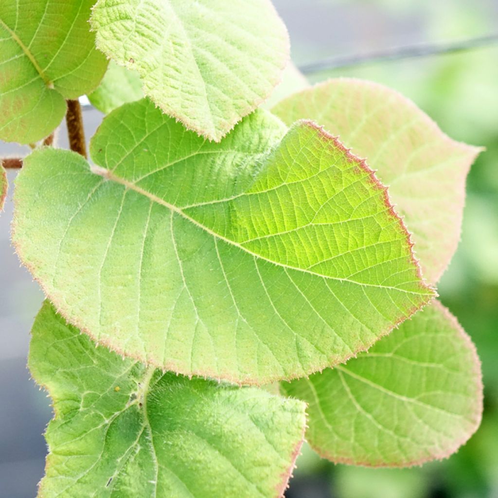 Gele kiwi - Actinidia chinensis Minkimale