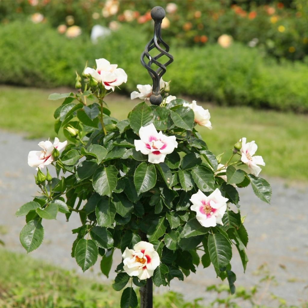 Rosa See You In Red - Struikroos