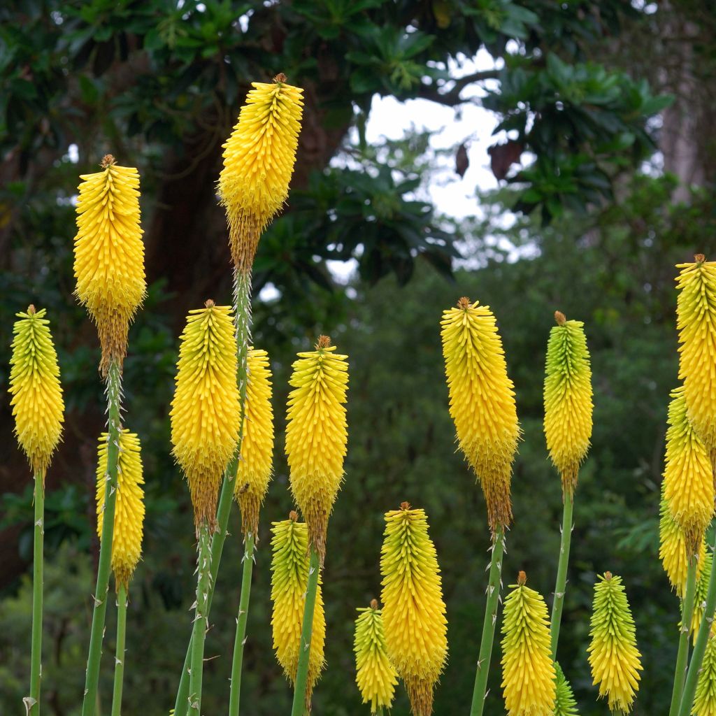 Kniphofia citrina - Vuurpijl