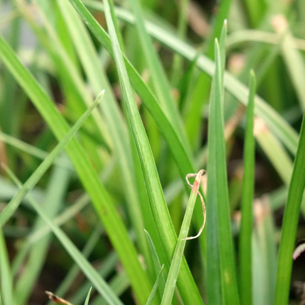 Kniphofia Tawny King - Vuurpijl