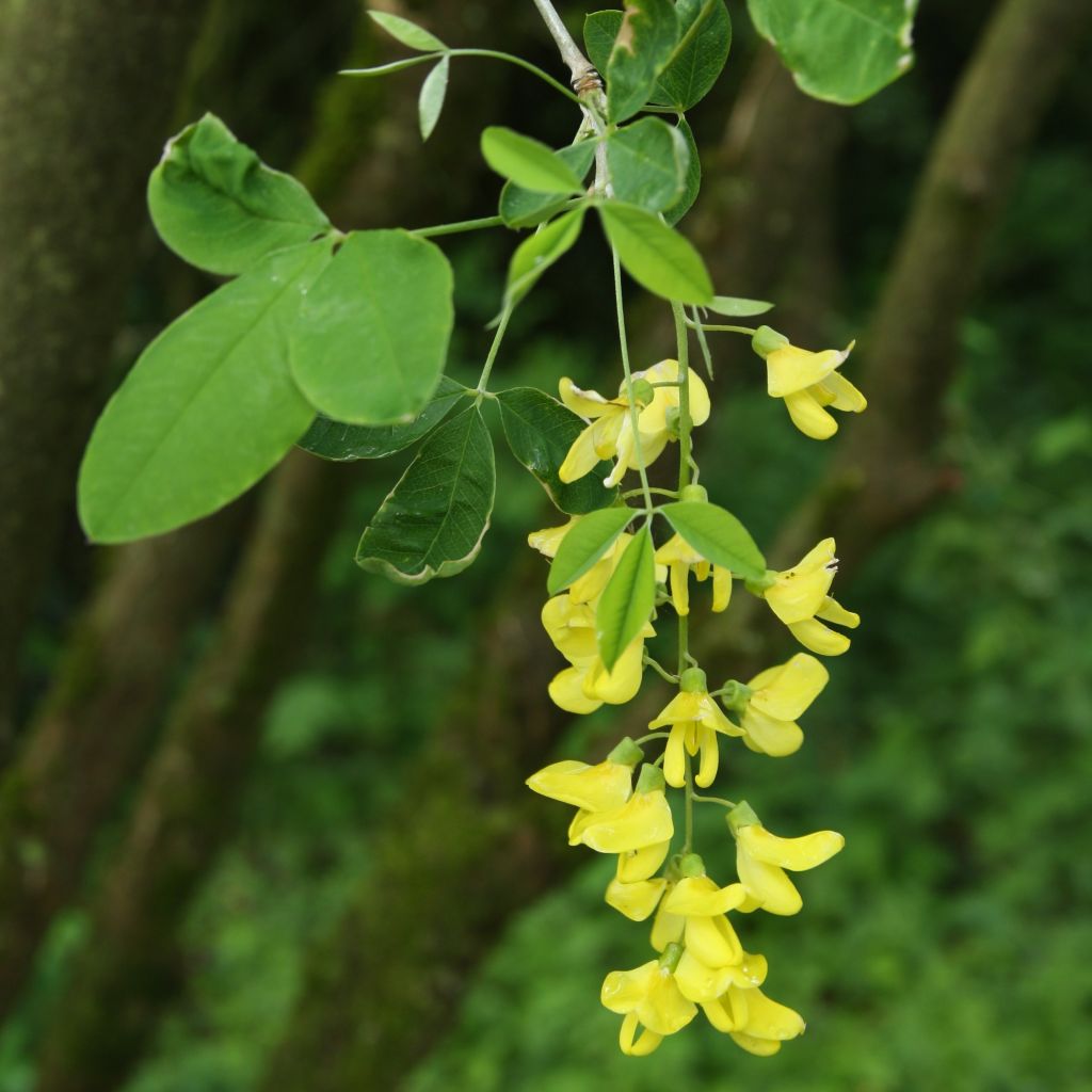 Laburnum anagyroides - Goudenregen