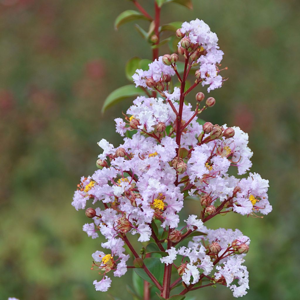 Lagerstroemia indica Camaïeu d'Eté - Indische sering
