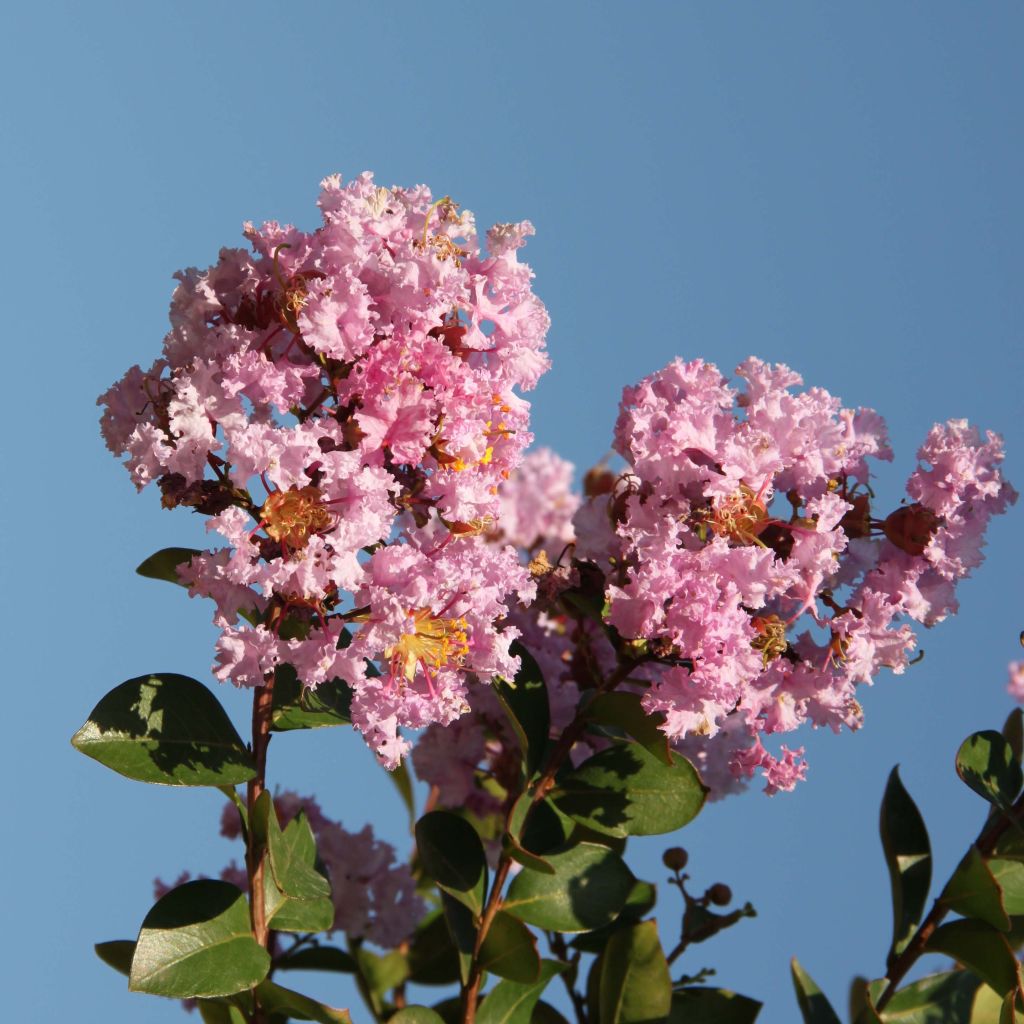 Lagerstroemia indica Camaïeu d'Eté - Indische sering
