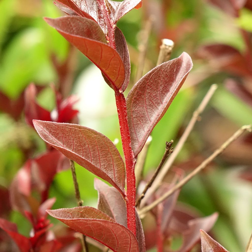 Lagerstroemia indica Black Solitaire Purely Purple - Indische sering