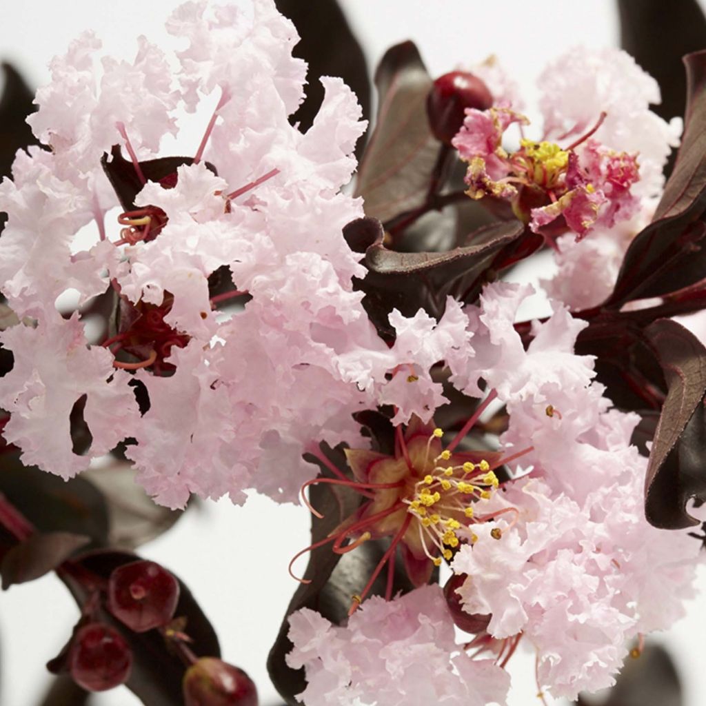Lagerstroemia indica Black Solitaire Blush - Indische sering