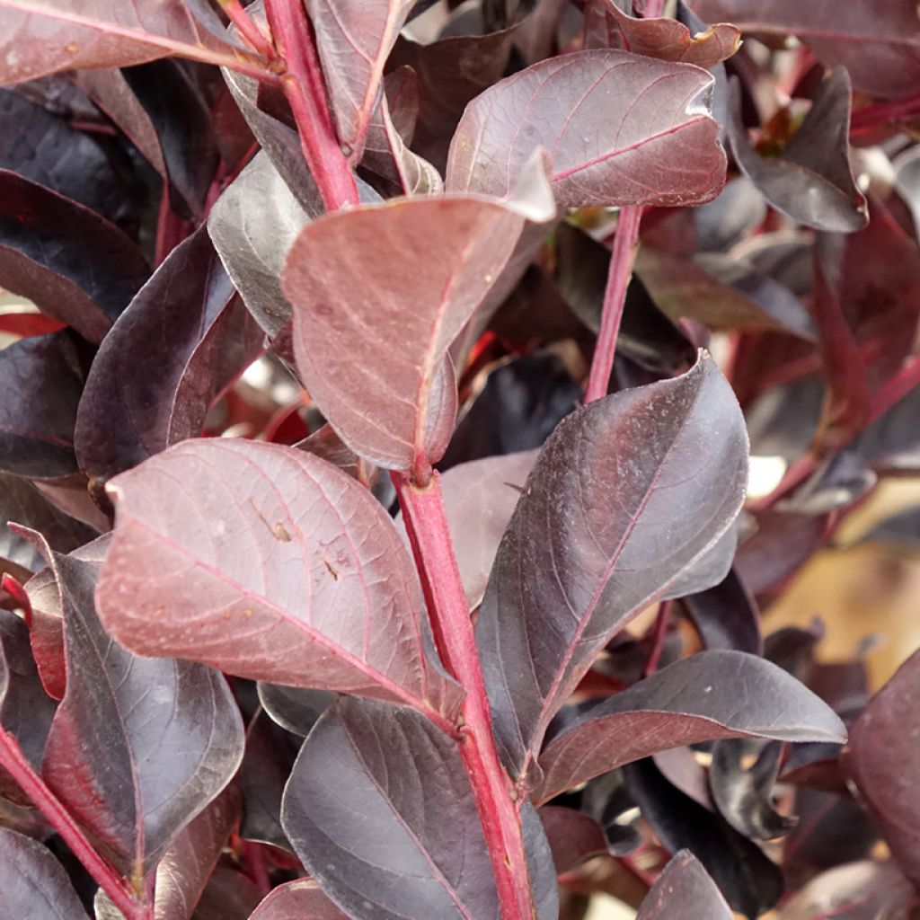Lagerstroemia indica Black Solitaire Shell Pink - Indische sering