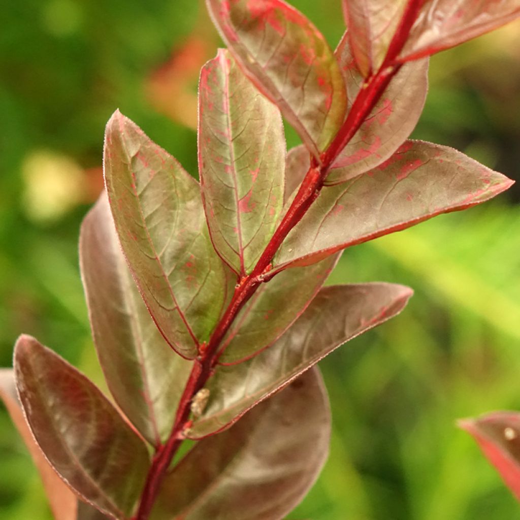 Lagerstroemia indica Black Solitaire Blush - Indische sering