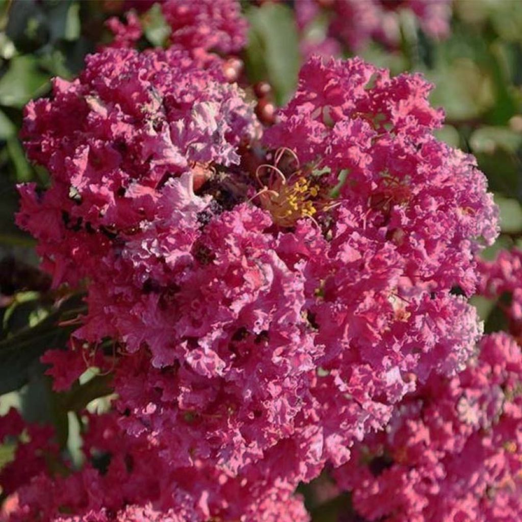 Lagerstroemia indica Summer Beauty Velma's Royal Delight - Indische sering