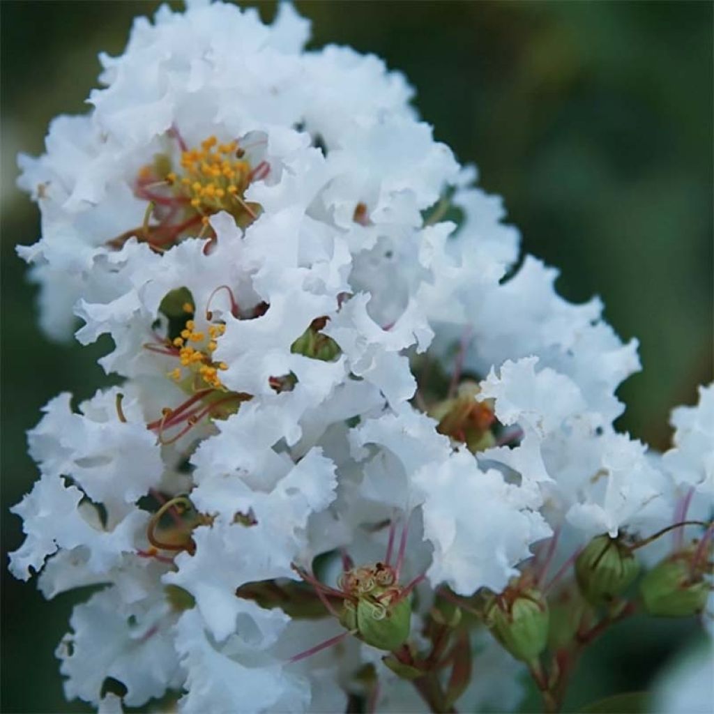 Lagerstroemia indica Summer Charm Acoma - Indische sering