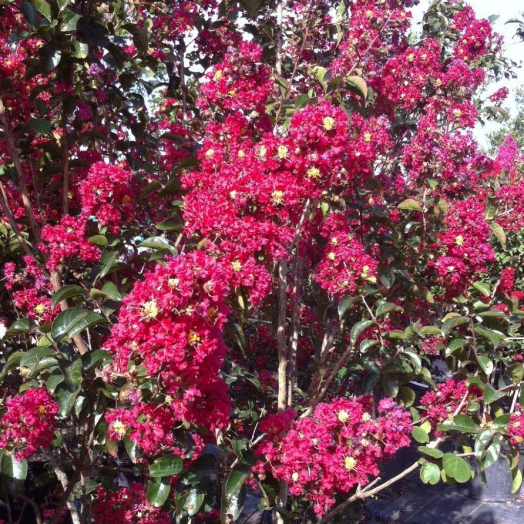 Lagerstroemia Summer Charm Arapaho - Indische sering