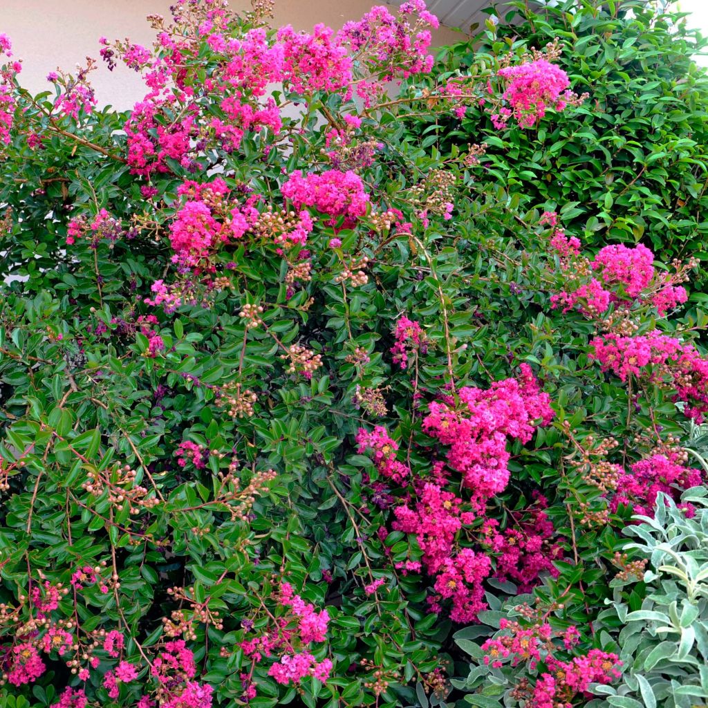 Lagerstroemia indica Mimie Fuchsia - Indische sering