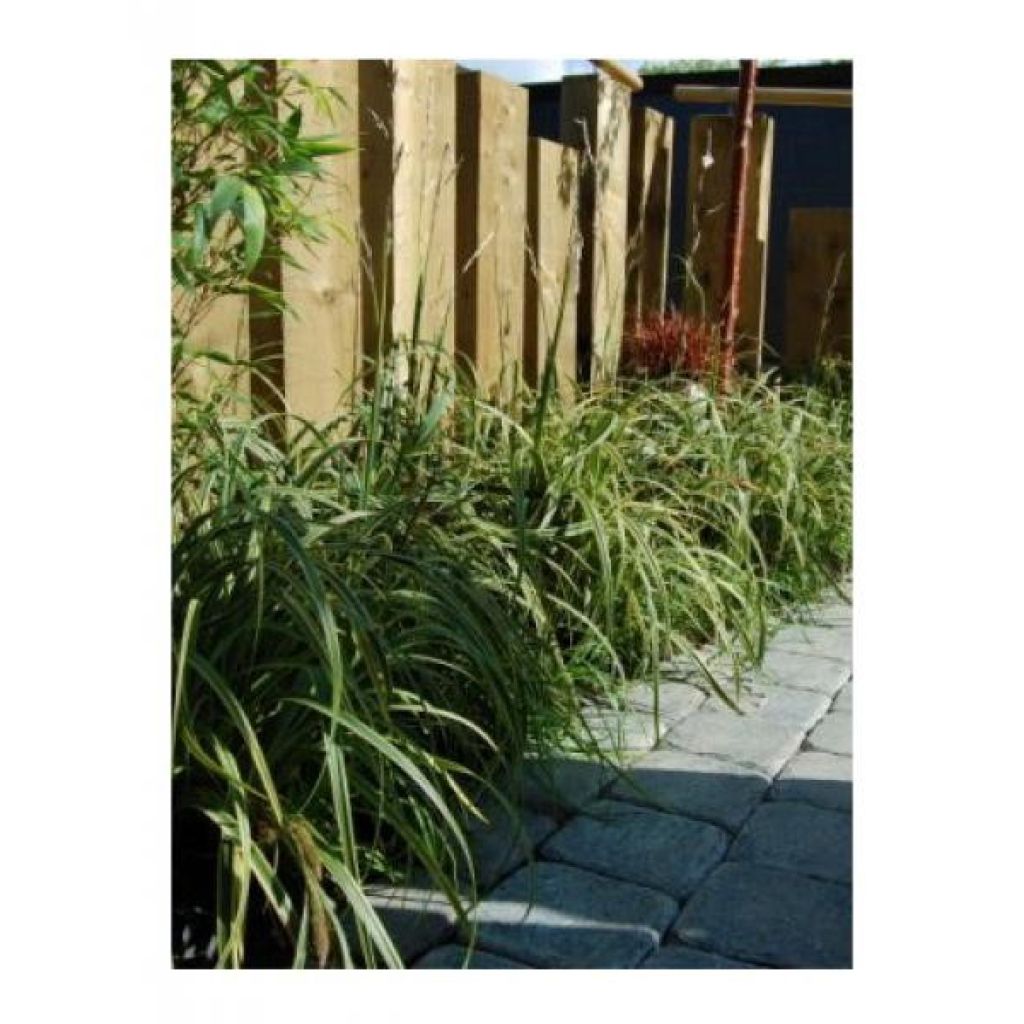 Carex trifida Rekohu Sunrise - Driedelige zegge