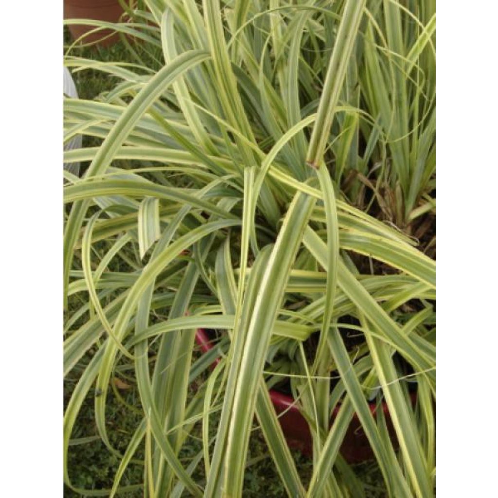 Carex trifida Rekohu Sunrise - Driedelige zegge