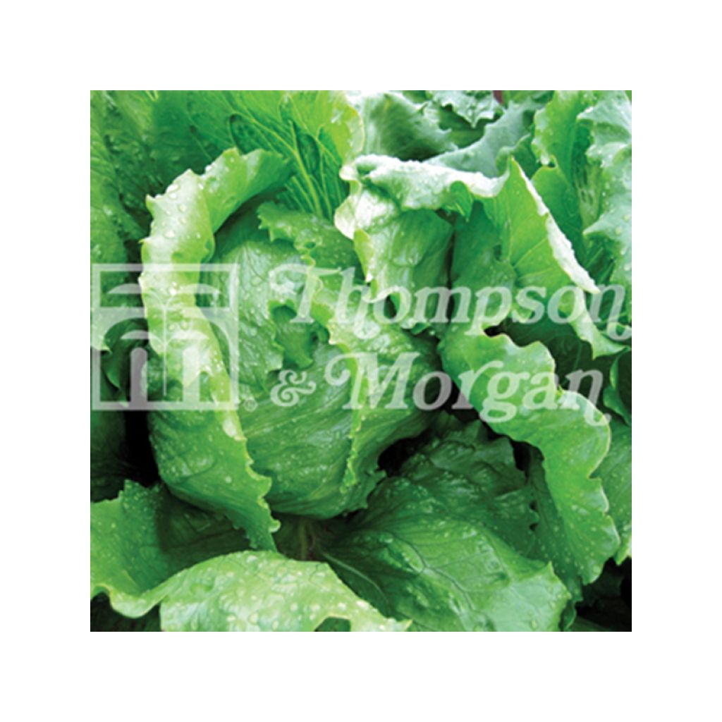 Laitue pommée Antartica