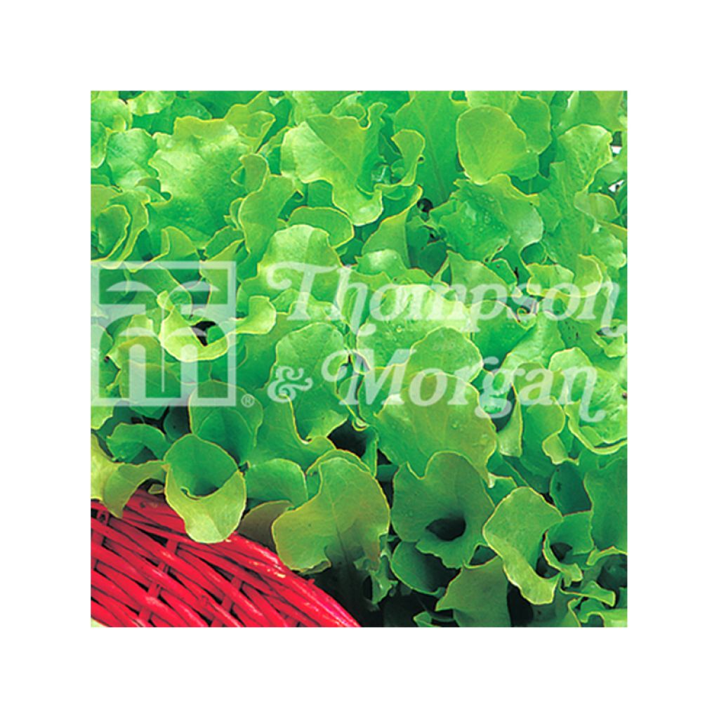 Laitue à couper Riccia Verde da Taglio
