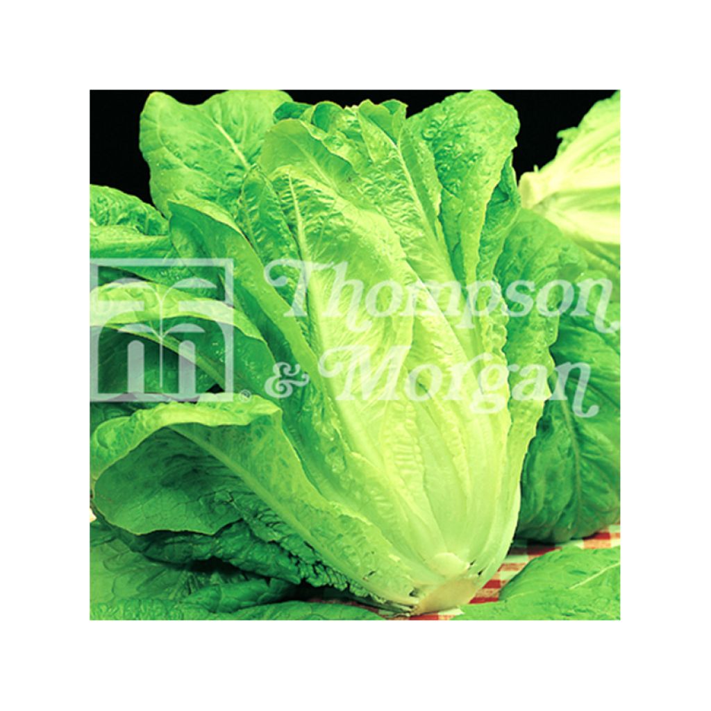 Laitue Romaine Bionda Lenta a Montare