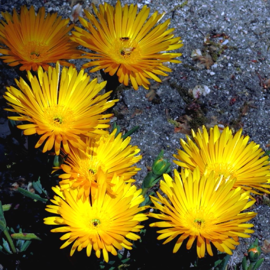 Lampranthus aurantiacus met gele bloemen - IJsbloem