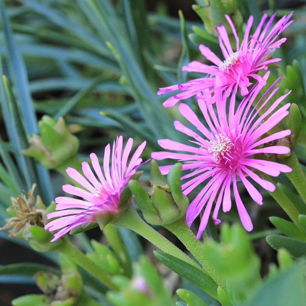 Lampranthus auriantacus Fleurs roses - Ficoïde orange à fleurs roses